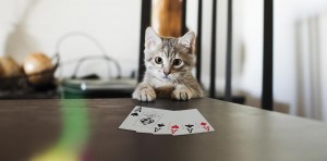 poker kitty